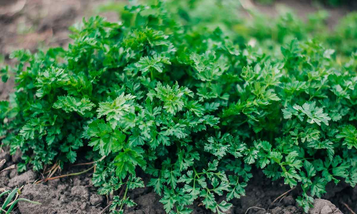 How to plant parsley